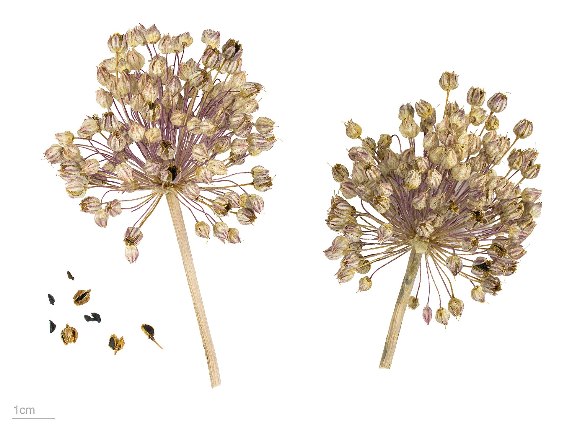 Allium ampeloprasum