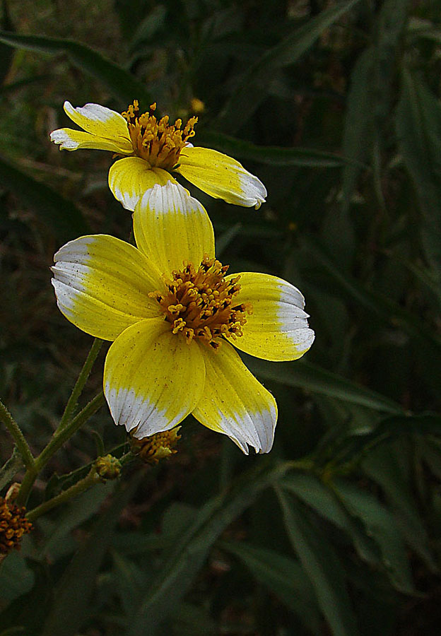 Forbicina lineare