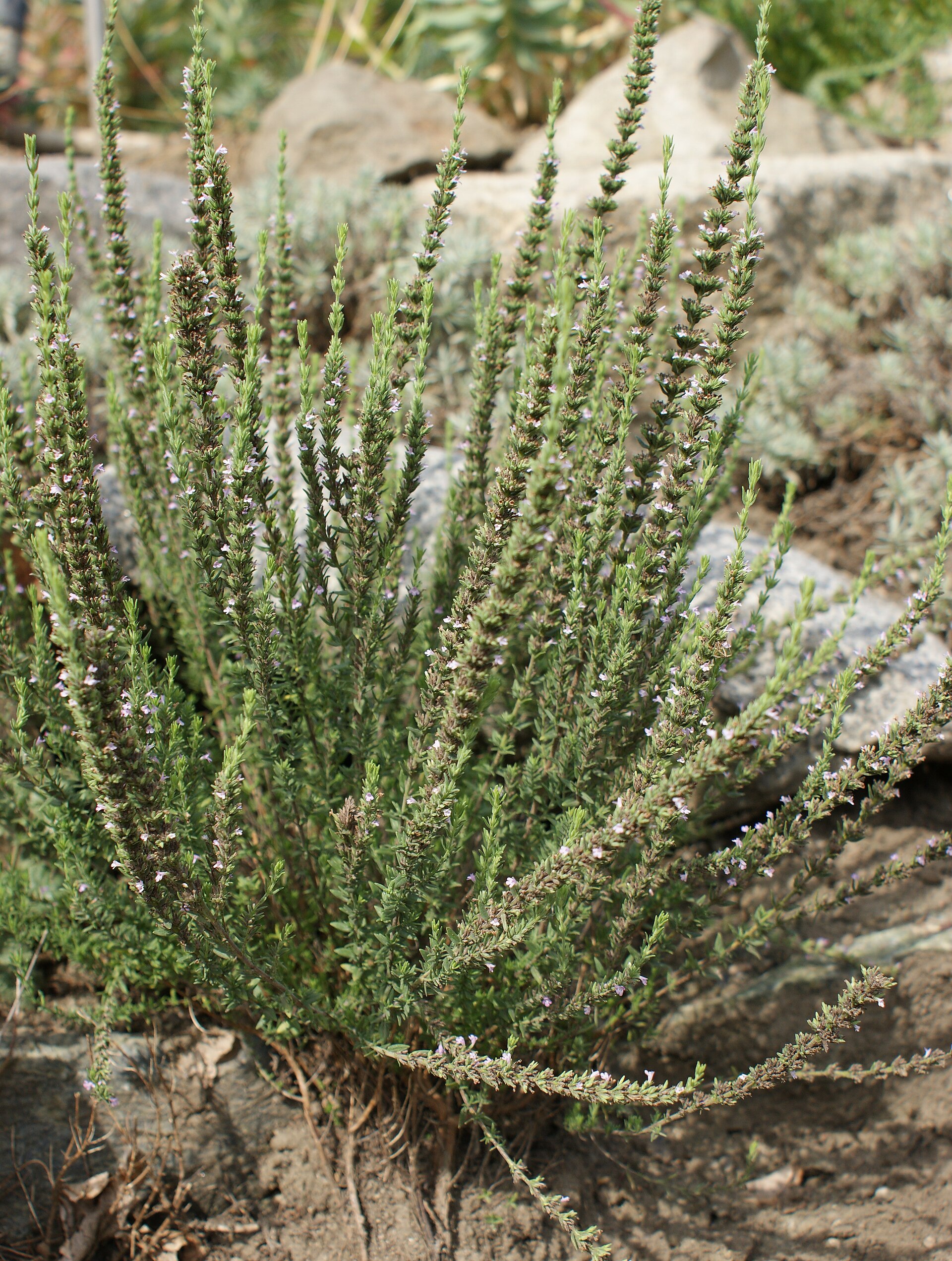 Micromeria juliana