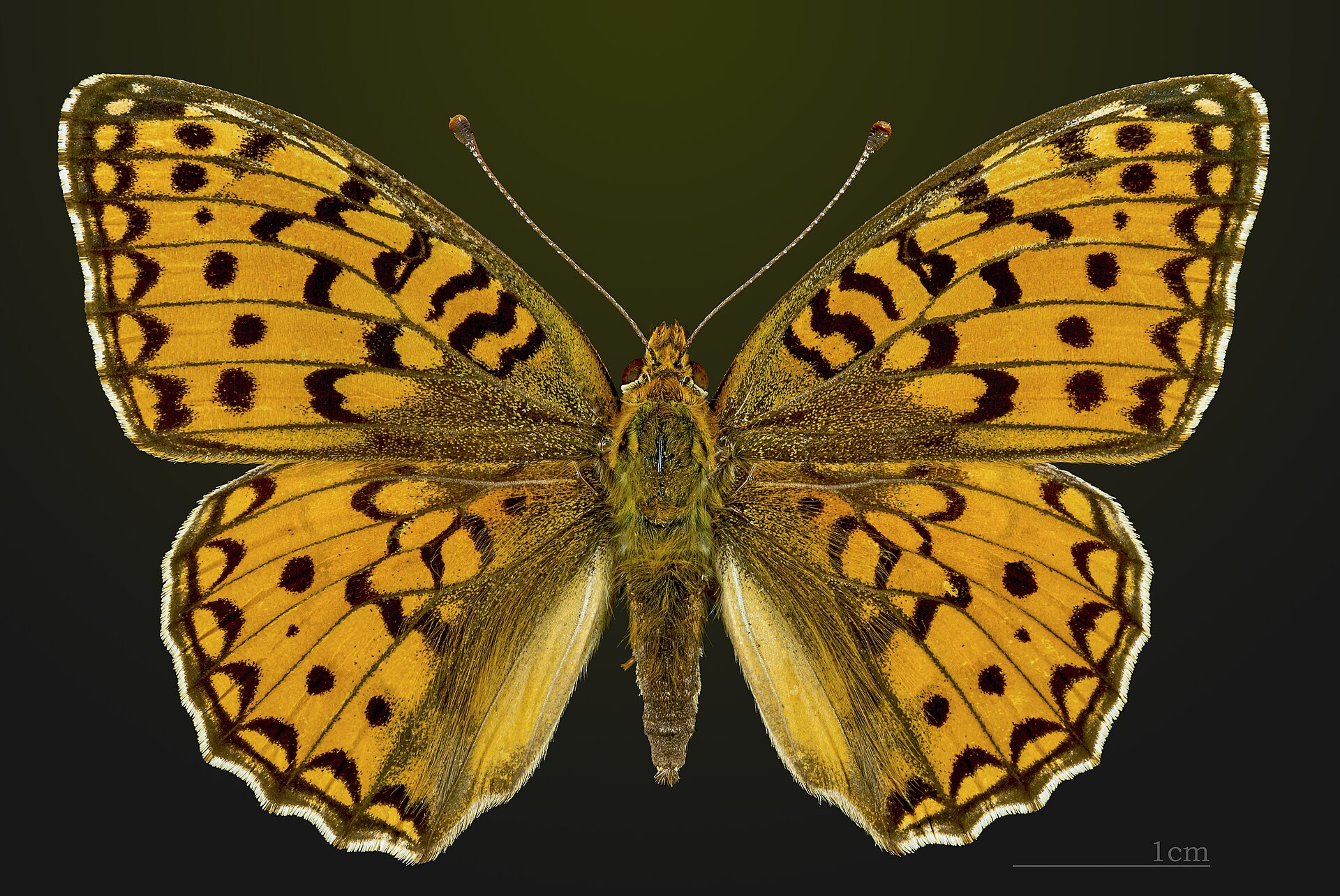 Fabriciana niobe