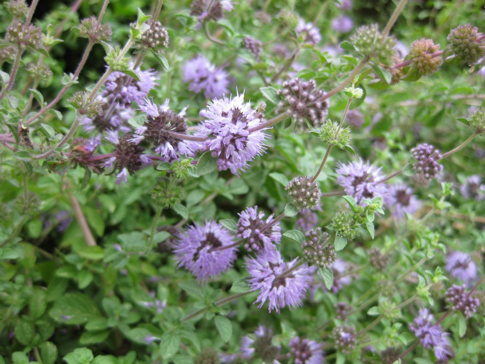 Menta poleggio