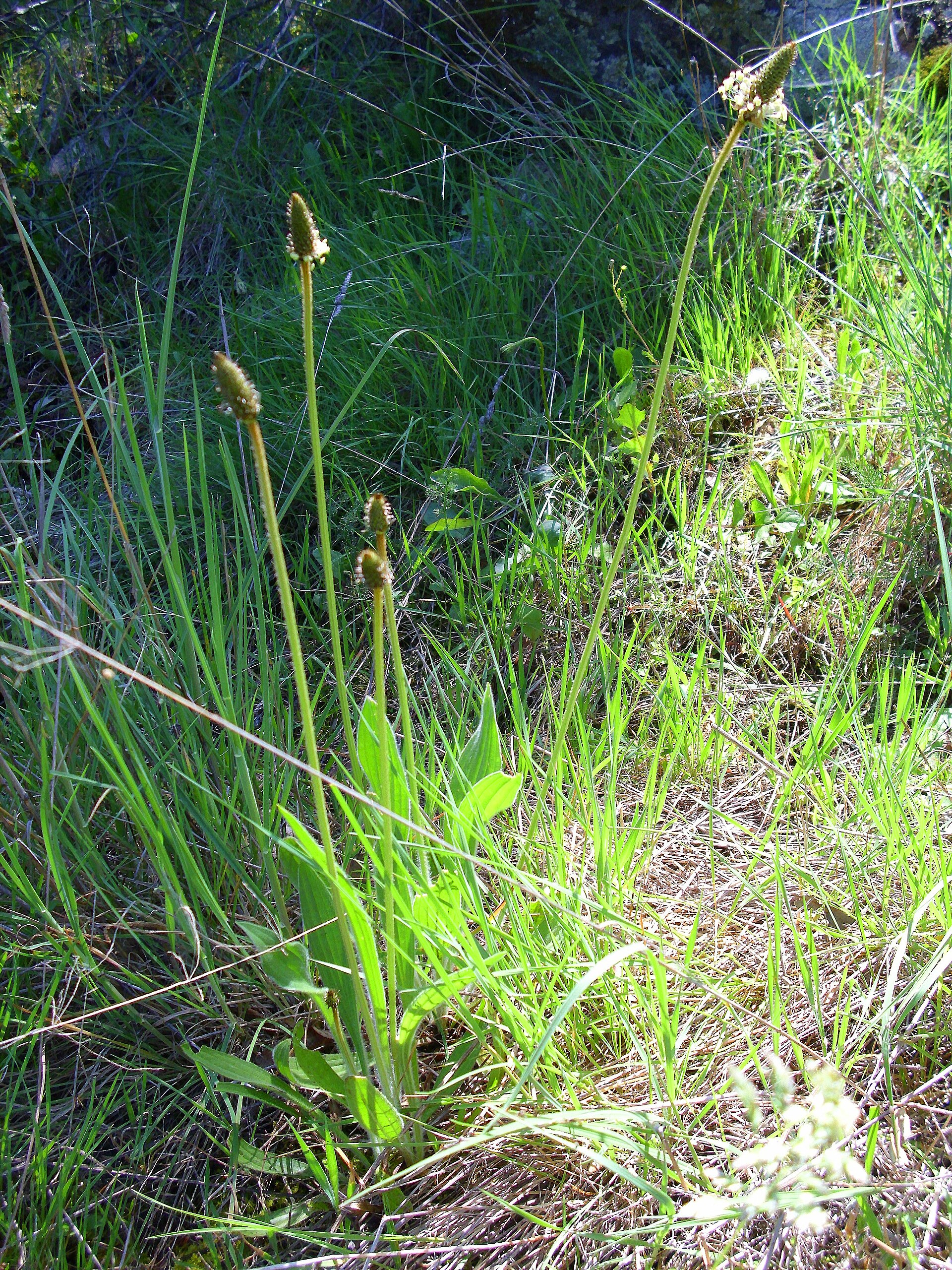 Plantago lagopus